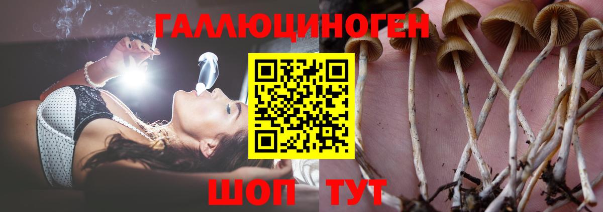 Нурлат  где найти наркотики  Псилоцибиновые грибы MAGIC MUSHROOMS  Вход с VPN  Псилоцибиновые грибы Psilocybine cubensis 